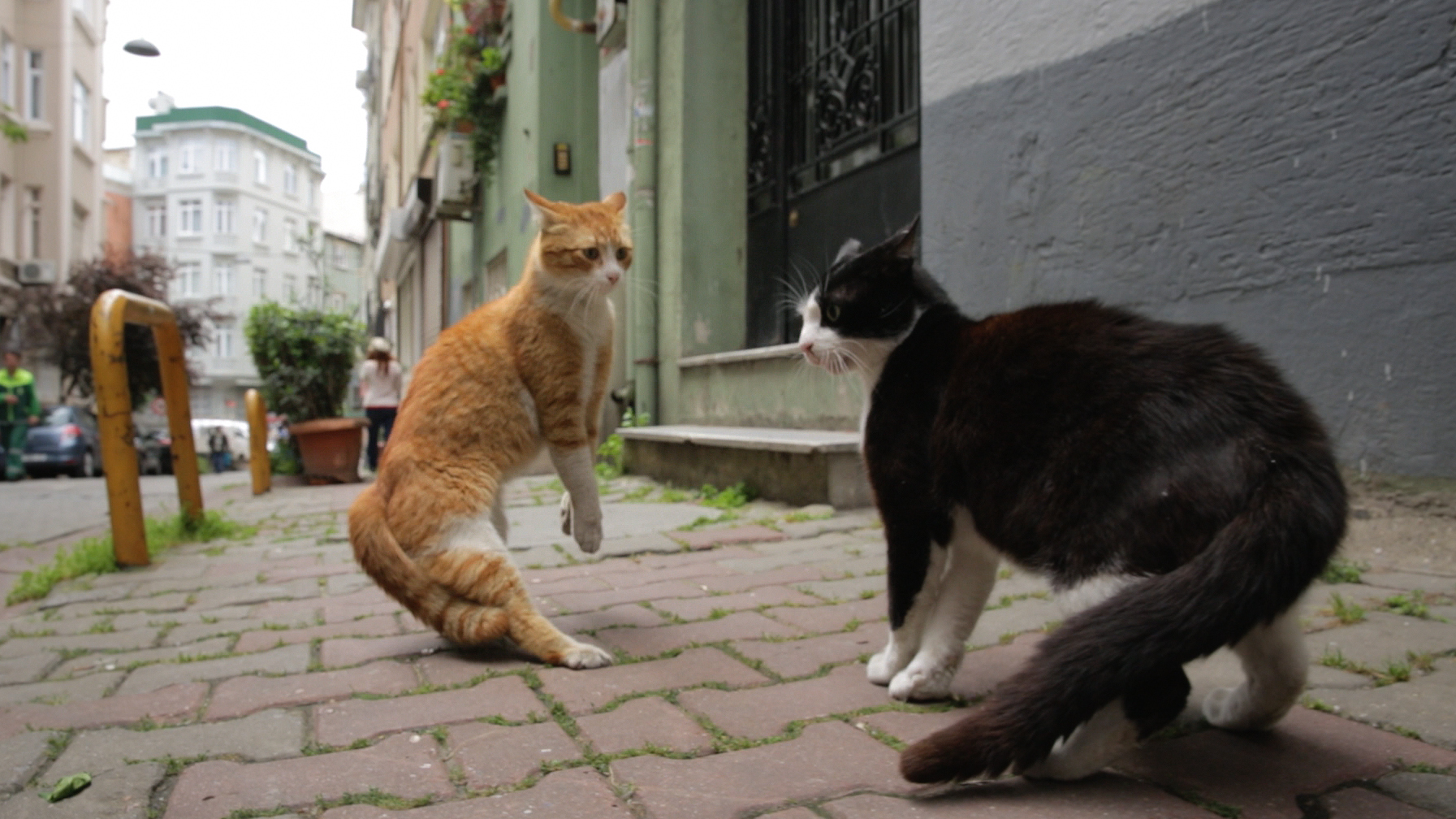 Ode To The Street Cat Kedi Follows Istanbul S Famous Felines Wypr