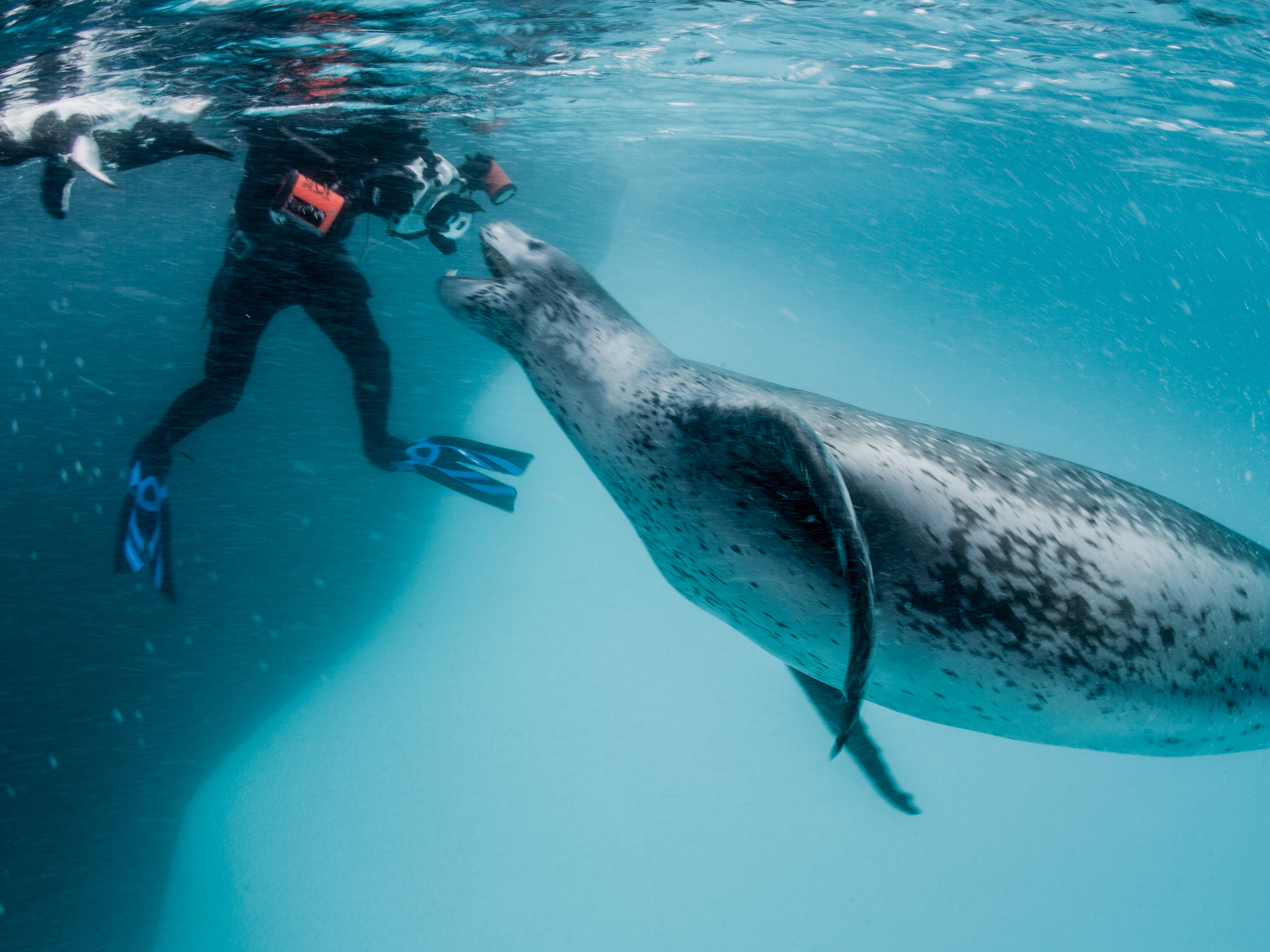polar photographer shares his view of a ferocious but fragile