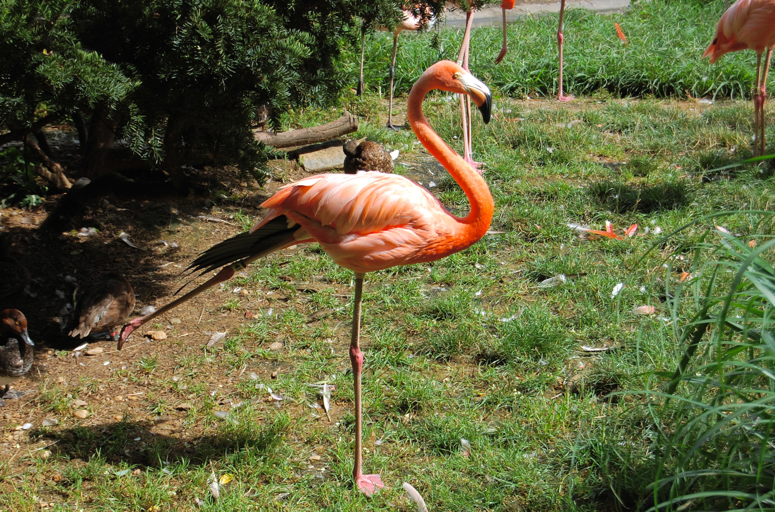 Scientists Pinpoint How A Flamingo Balances On One Leg Knkx