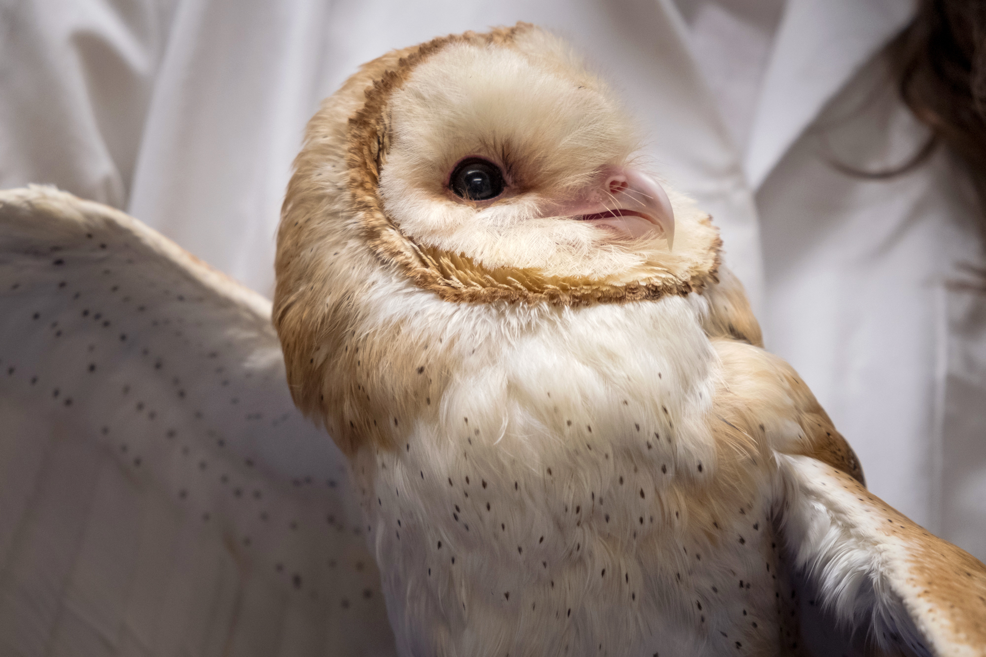 Scientists Study Barn Owls To Understand Why People With Adhd