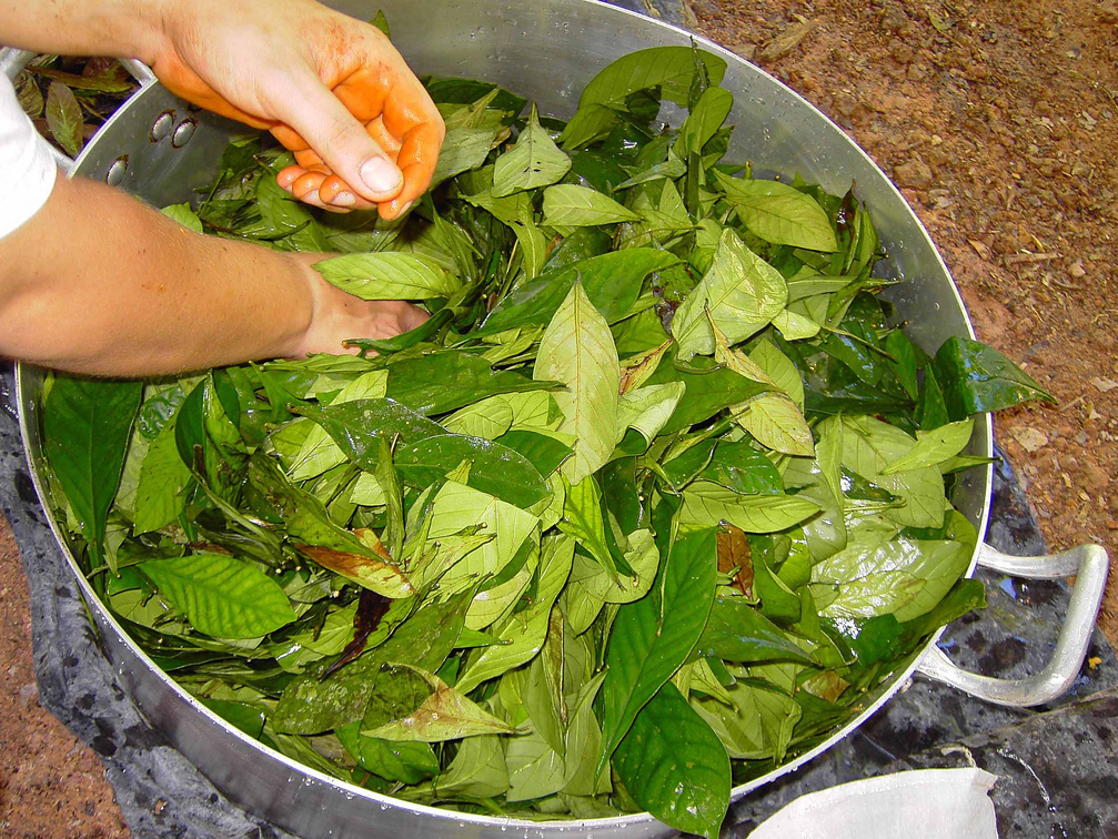 How to prepare ayahuasca tea