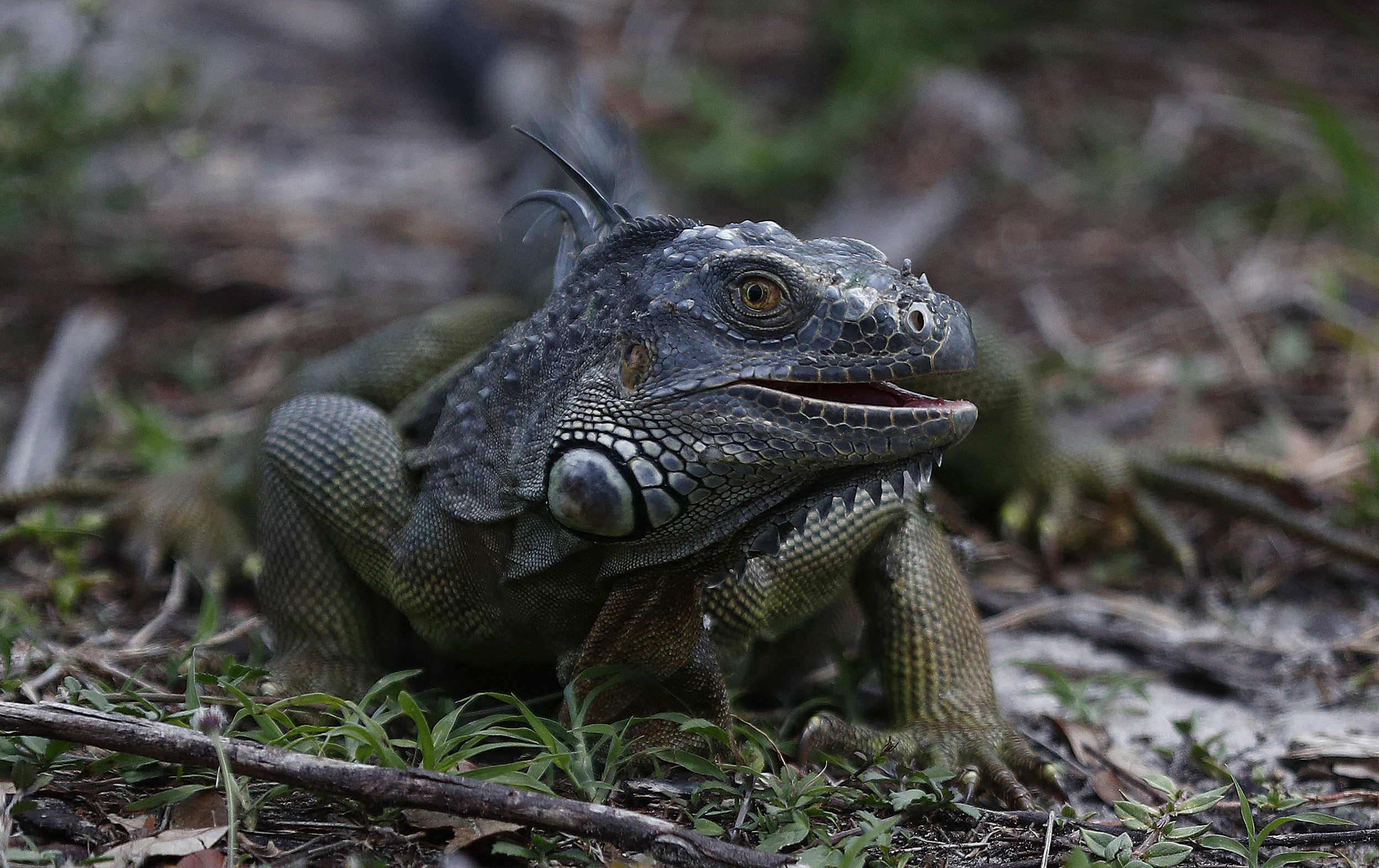 Florida Has An Iguana Problem So Why Are They Still For Sale