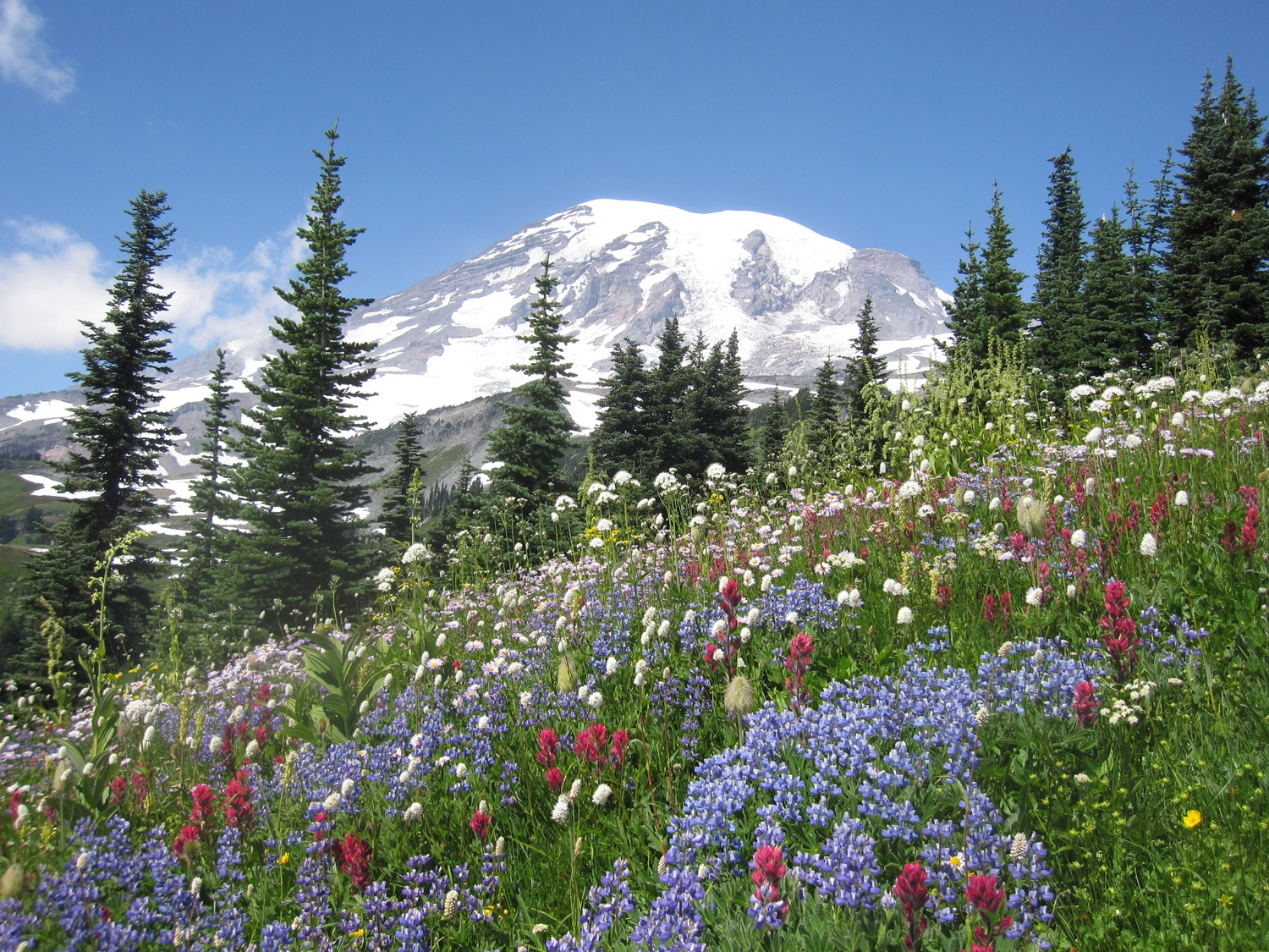The Mountain Wildflowers Are Out (Earlier): How Climate Change May Affect  Tourist Season At Rainier | Spokane Public Radio