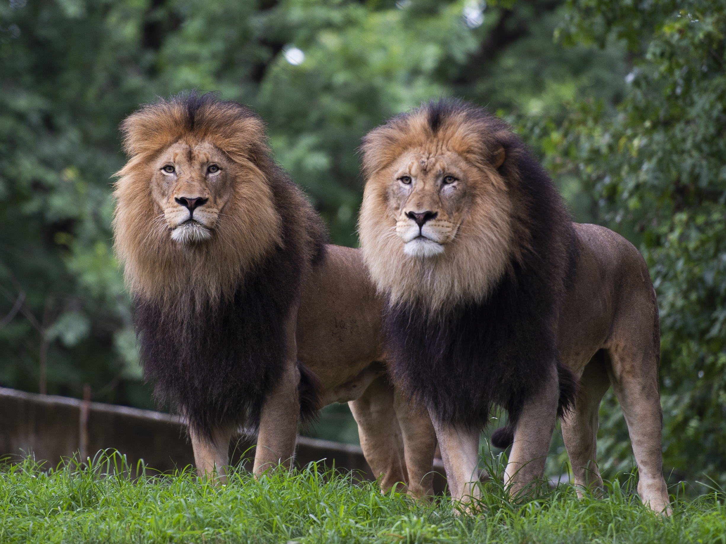 9 Lions And Tigers At The National Zoo Are Being Treated For Covid Kunm