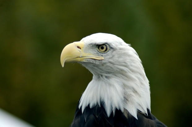 Fighting Eagle Poaching When A Single Feather Goes For 500