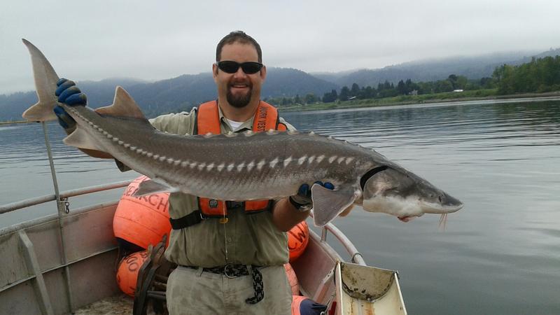 As Global Lake Sturgeon Populations Collapse, Wisconsin's Rich Spearing ...