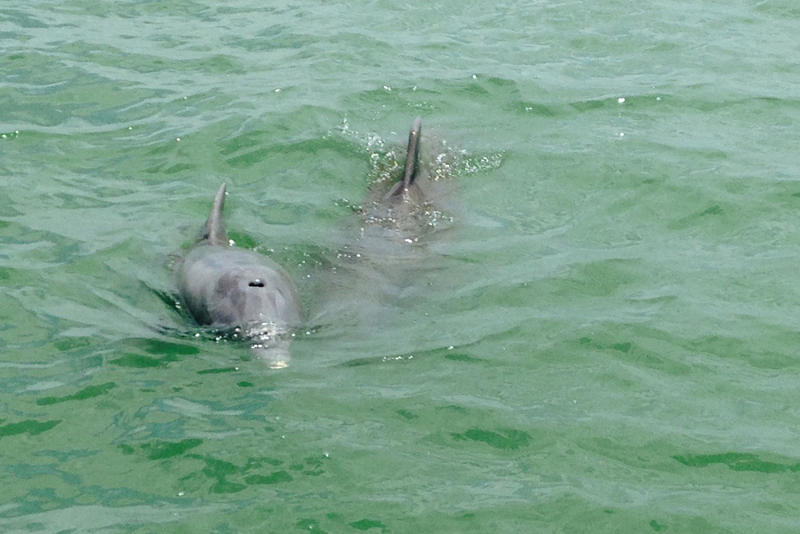 Navy Dolphins Practice In Key West How To Find Mines In The Ocean