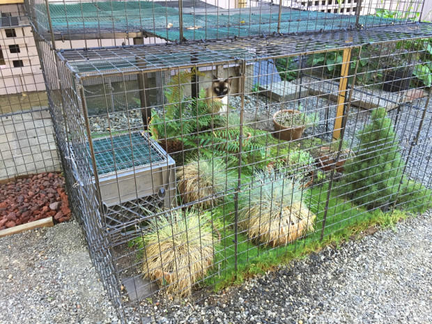 enclosed catio