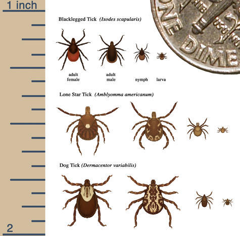 It S Tick Season Here S What You Need To Know Interlochen