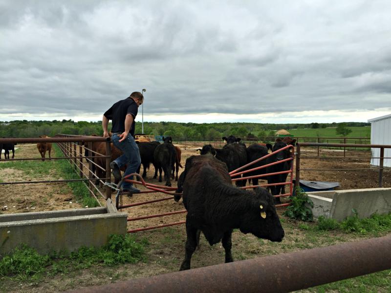 Why Do Cows Moo Here Are A Few Reasons Harvest Public Media