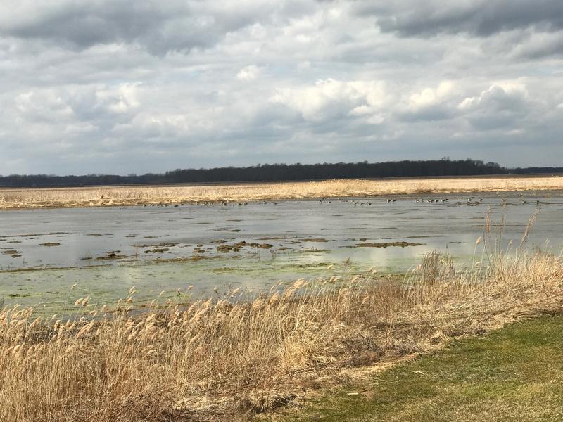 Montezuma National Wildlife Refuge continues its expansion WXXI News