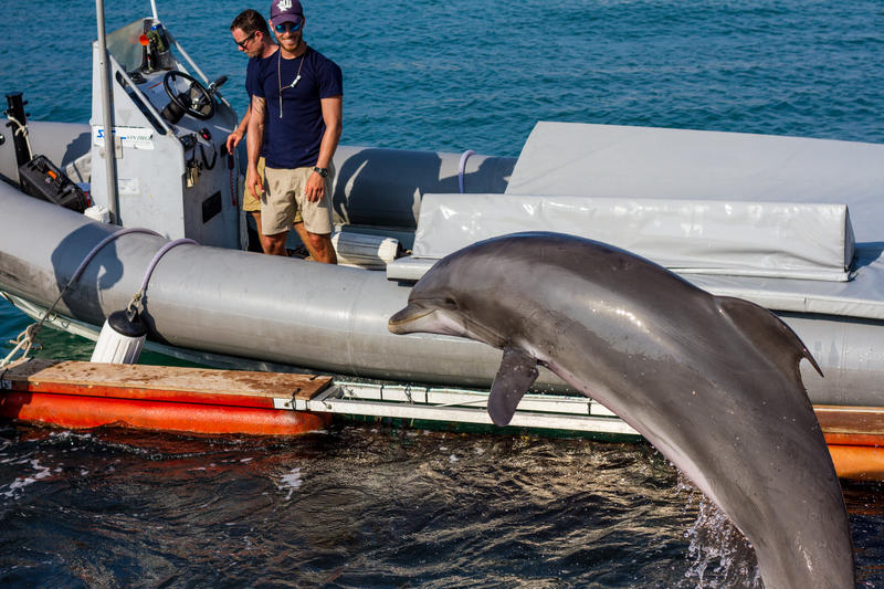 Navy Dolphins Practice In Key West How To Find Mines In The Ocean WUSF News