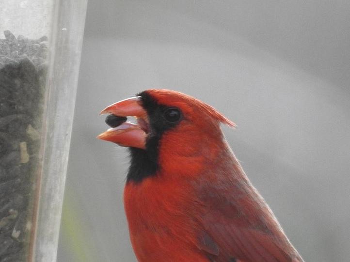 To Lower Disease Spread Fwc Urges Public To Keep Bird Feeders