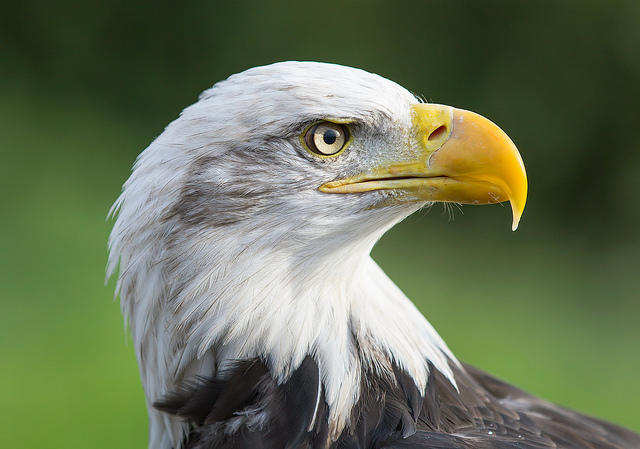 FWC Considers Bald Eagle Management Changes | WUSF News