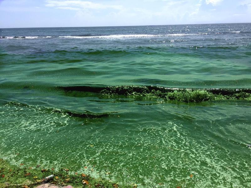 The Algae That Devastated Florida's Coasts Also Contained 28 Kinds Of