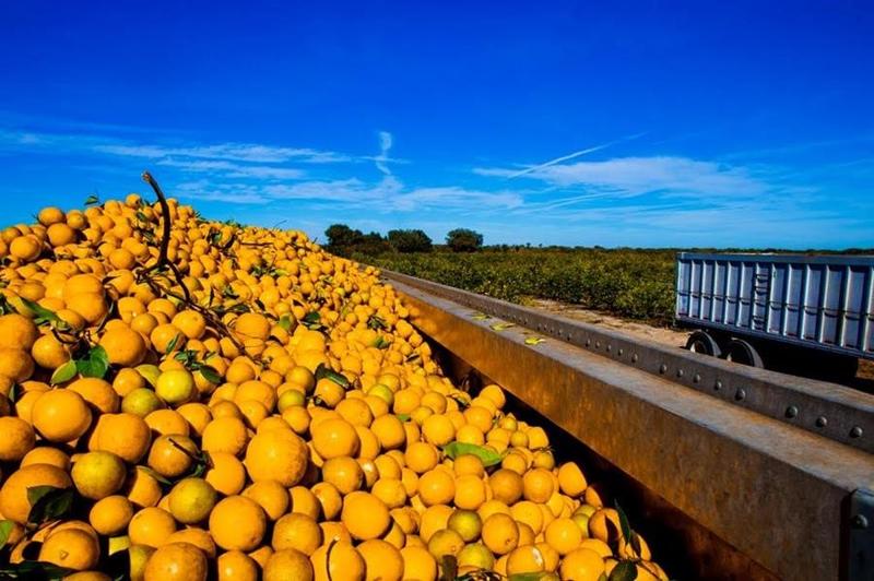 UF Researchers on the cusp of Citrus Greening Cure | WGCU News