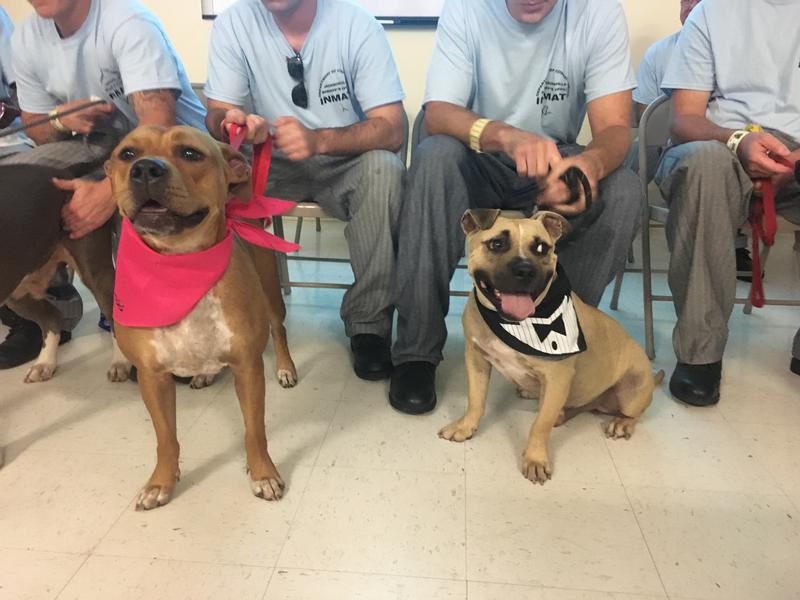 Inmates, Dogs Help Each Other In Training Program At Jacksonville