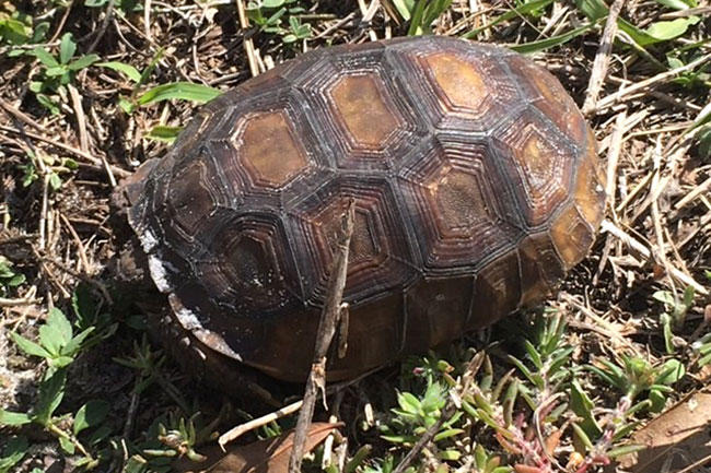 Usf Sarasota Manatee Is Perfect Outdoor Classroom For Studying