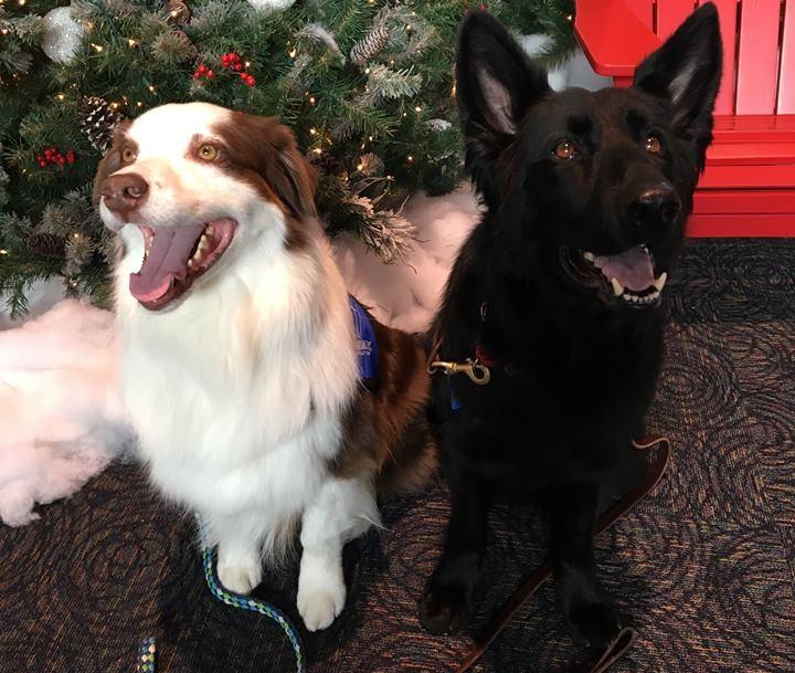 certified comfort dog