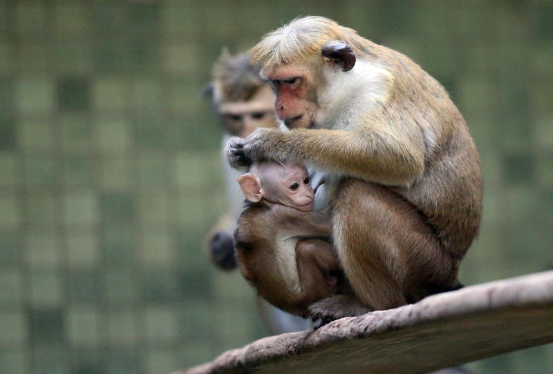 Entirely Real Photos You Look Like A Monkey And Your Mom Thinks So Too Public Radio East