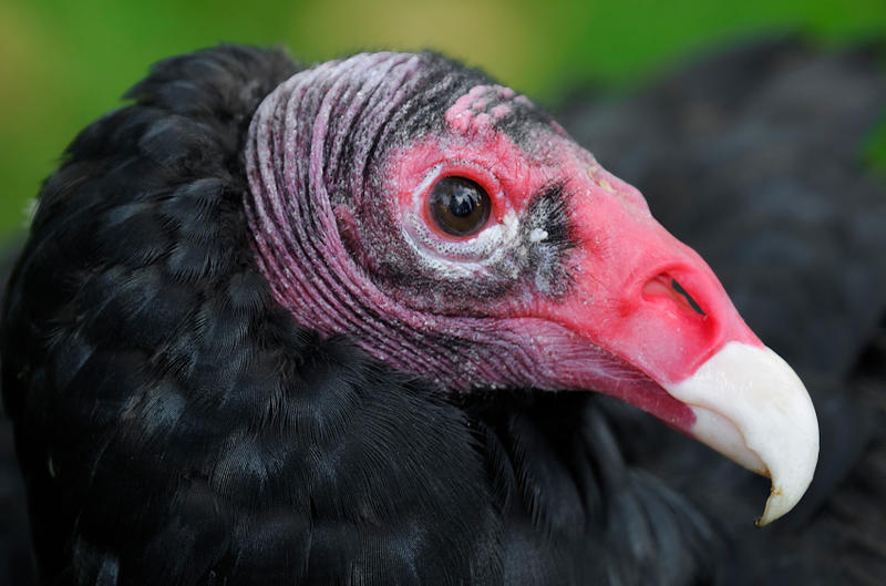 Vultures Beware: Virginia Town Targets Flock Of Unwanted Visitors ...