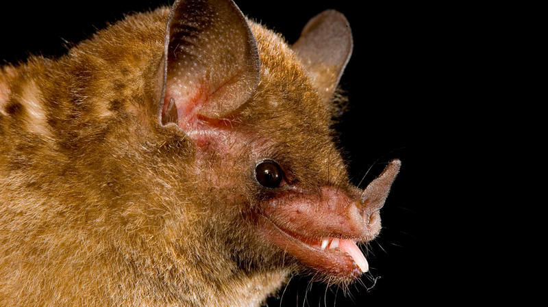 This Bat Knows How To Drink | WJCT NEWS