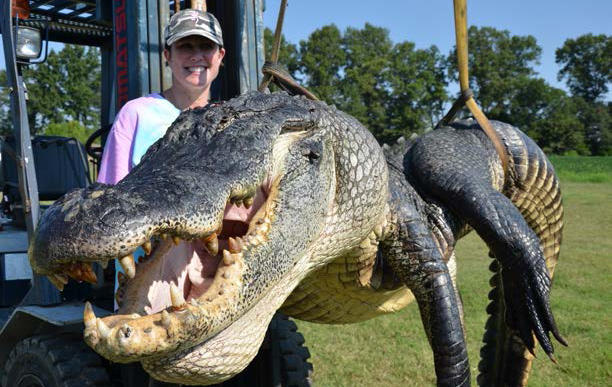 Two Alligators Topping 720 Pounds Each Caught In Mississippi | WLRN