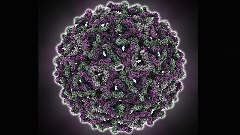Dengue Fever Strikes Millions Now Scientists Hope To Strike Back KUOW News And Information