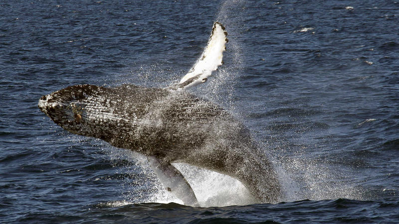 Most Humpback Whales Taken Off Endangered Species List | KUOW News and