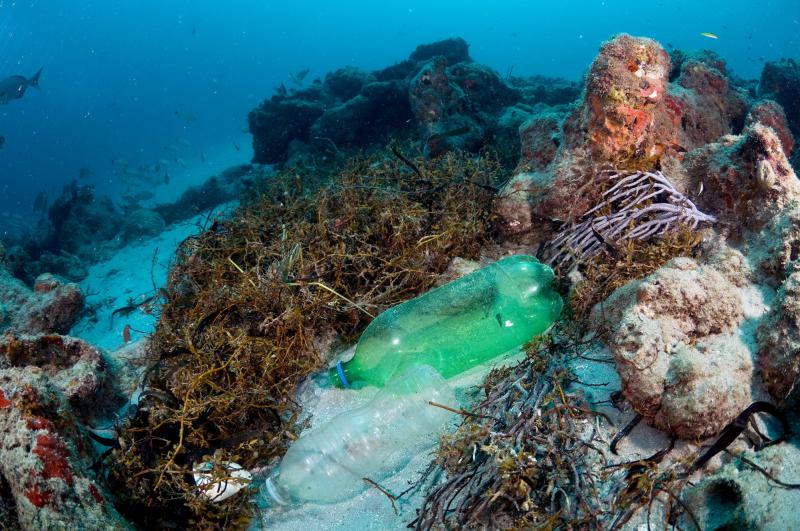 Plastic Pollution Is Killing Coral Reefs, 4-Year Study Finds | KUNC