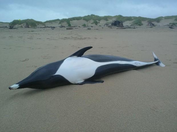 Rare Whale Dolphin Washes Up On Oregon Coast Klcc