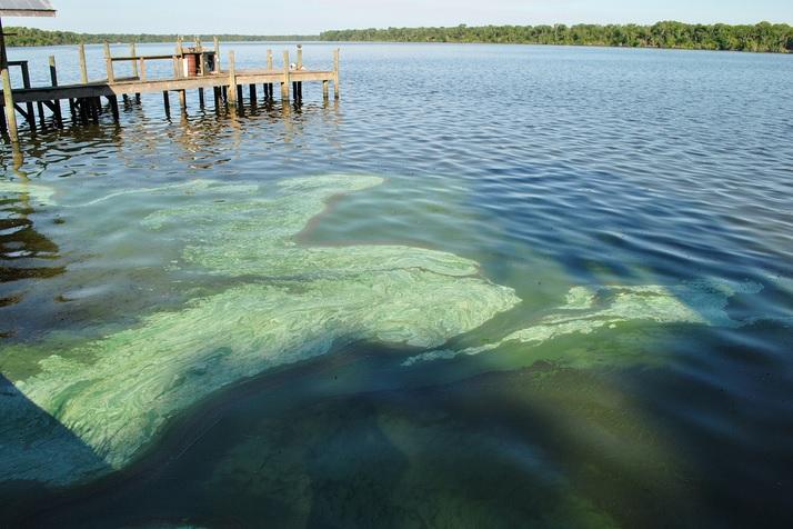 Green Algae In Lake Okeechobee Thrives In High ...