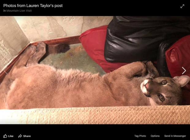Cougars In The News Shift In Range Brings More Reported Encounters 