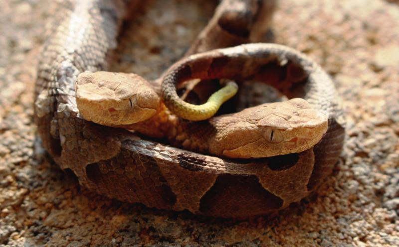 WATCH Extremely Rare 2 Headed Snake Stuns Social Media Charms 