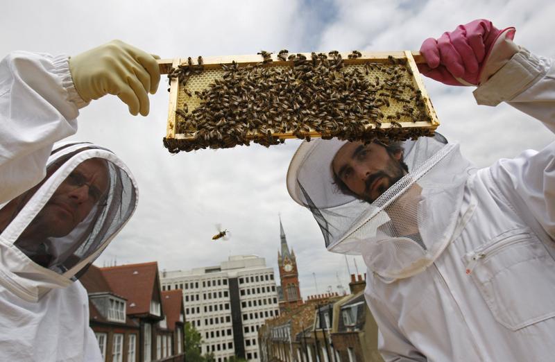 Why Urban Beekeeping Can Be Bad For Bees KERA News