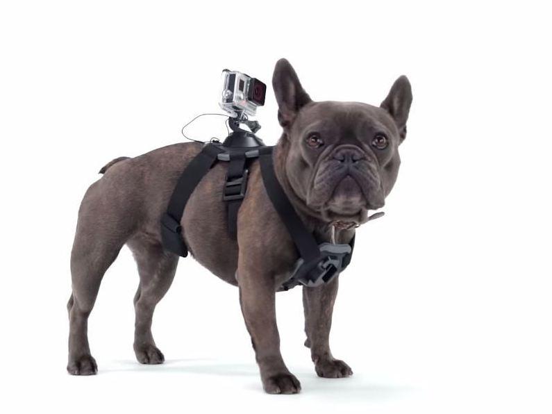 dog view camera