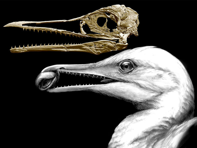How Did Birds Lose Their Teeth And Get Their Beaks? Study Offers Clues