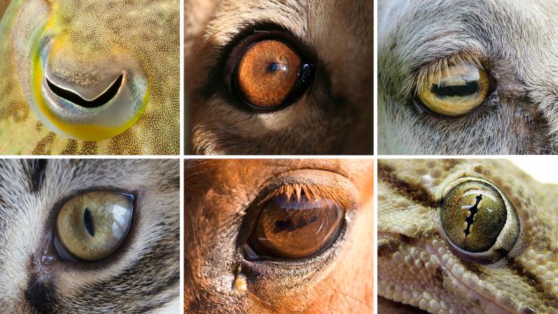 Eye Shapes Of The Animal World Hint At Differences In Our Lifestyles Krwg