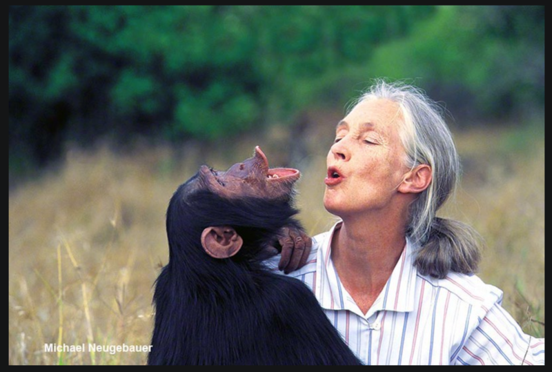 What did jane goodall discover image