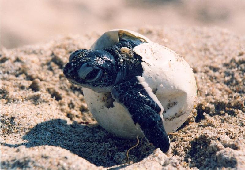 It's Sea Turtle Nesting Season For Florida's Gulf Coast WJCT NEWS