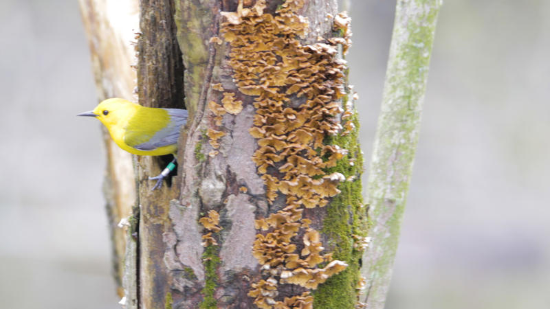 New Bird Species Spotted In Northeast Ohio Wosu Radio