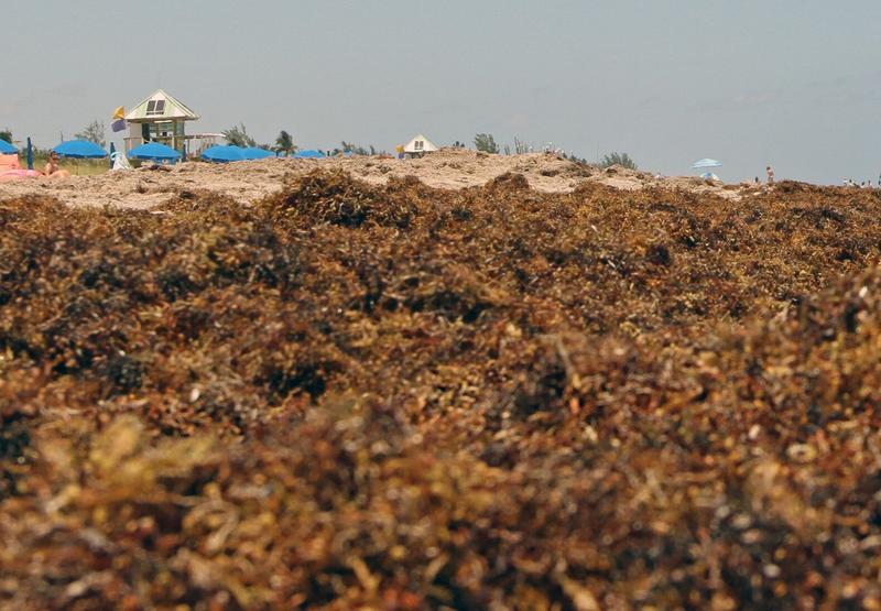 Massive Seaweed Bloom Affects Florida's Beaches Health News Florida