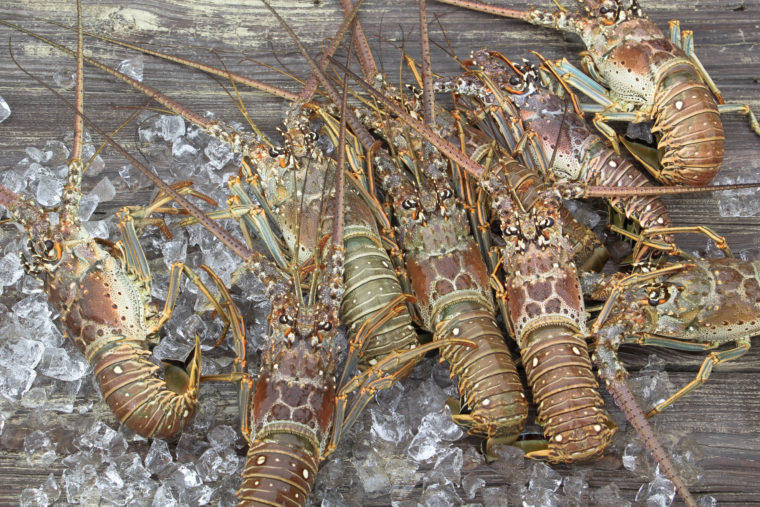 dive-into-florida-s-spiny-lobster-season-wlrn