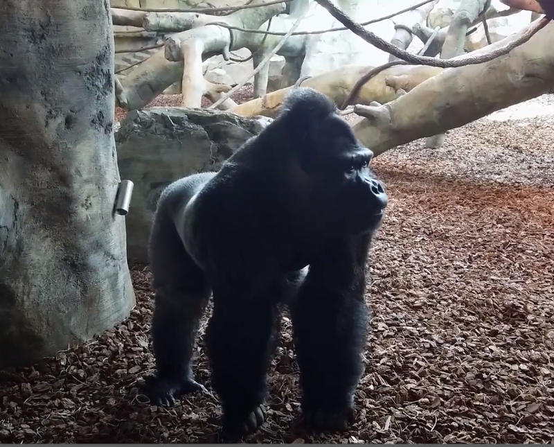 macombo gorilla columbus