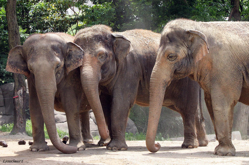 Cincinnati Zoo To Test Elephants Following Deaths At Indianapolis