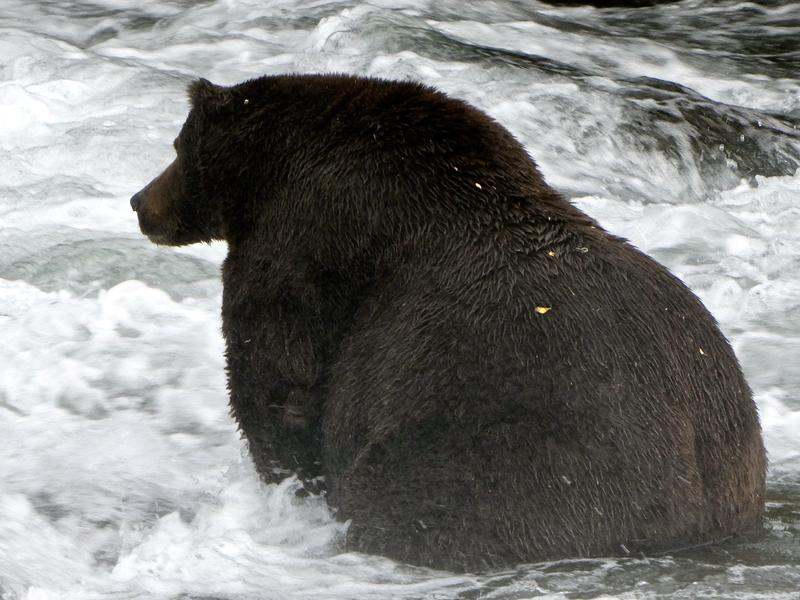 It's Fat Bear Week In Alaska's Katmai National Park — Time To Fill Out