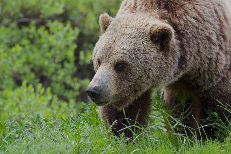 Montana FWP Euthanizes Grizzly On Rocky Mountain Front | MTPR