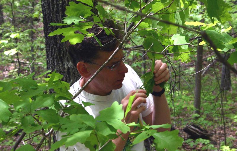 Climate Change Could Decrease The Number Of Bugs In Missouri - KBIA