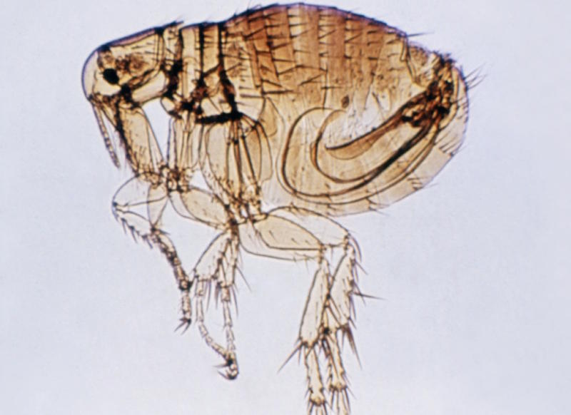 How Fluffy S Fleas Can Hop Onto Humans And Spread Murine Typhus Hppr