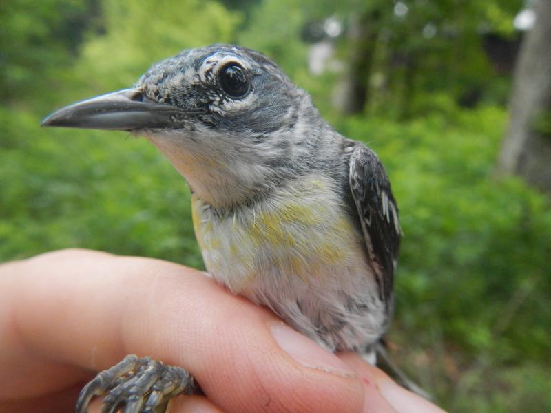 New Bird Species Spotted in Northeast Ohio | WOSU Radio